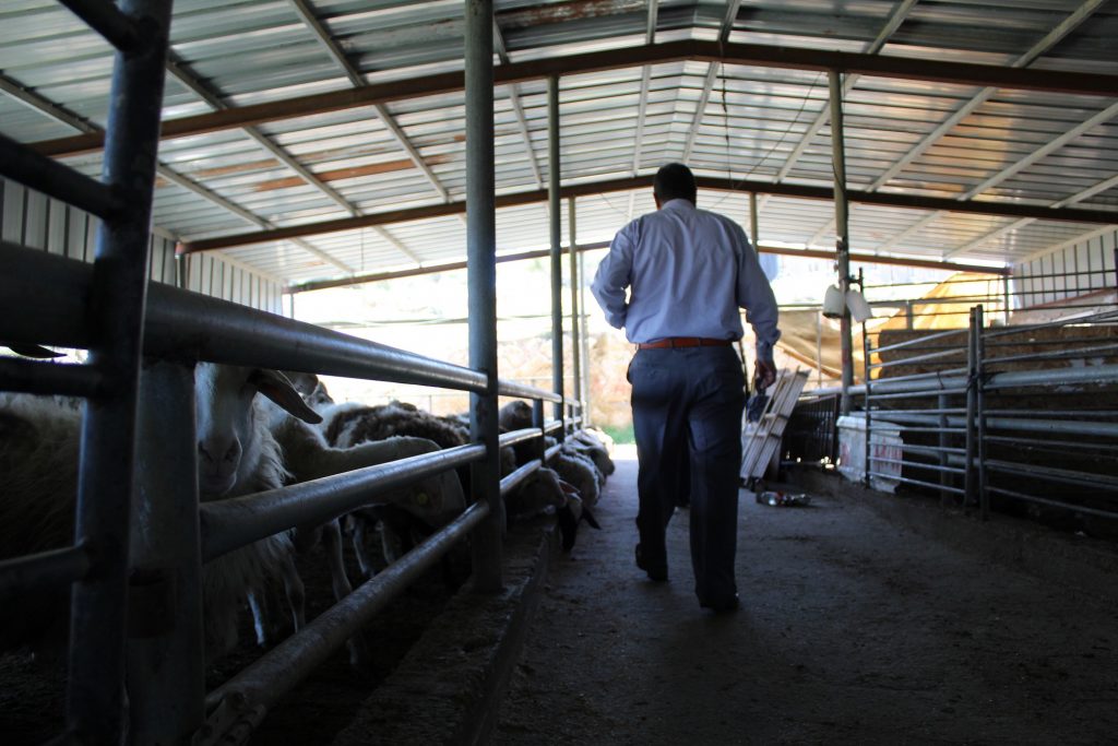 Sheds like Abu Zeyad's are used for intensive breeding, which is not how these Bedouin farmers traditionally raise and breed livestock (MEE/Megan Giovanetti)
