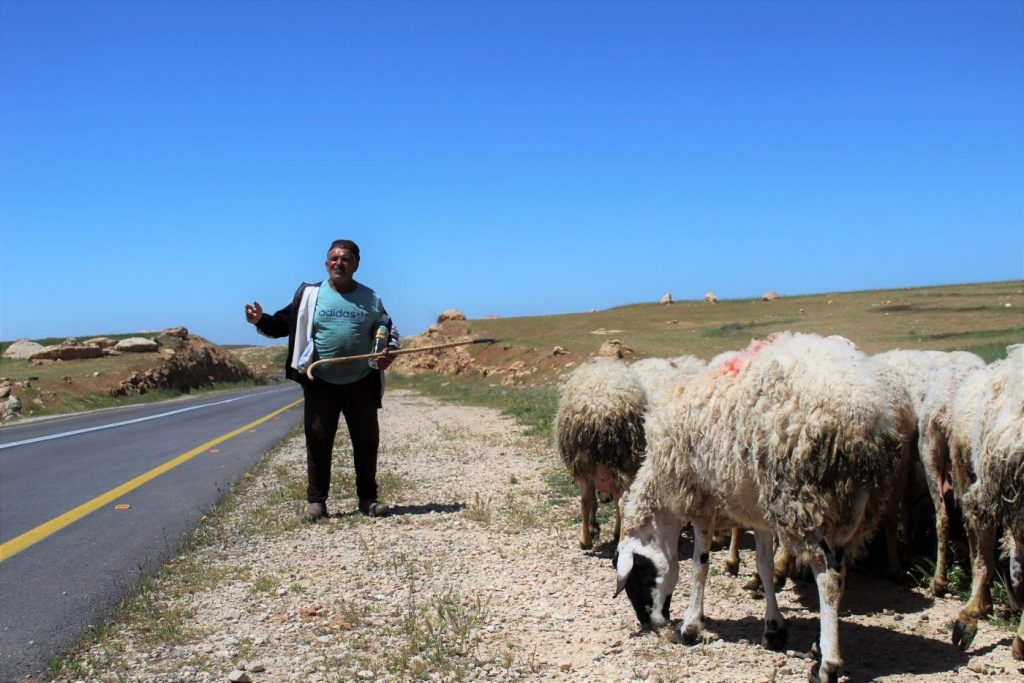 Mustafa, a shepherd, told MEE that he takes his livestock out to graze just out of aesthetic and tradition (MEE/Megan Giovanetti)